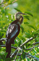 Anhinga in the Trees, Image No. W027, Available as Limited Edition Print